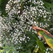 Gypsophila paniculata fl. pl. 'Snow Flake' seeds - (Baby's breath)