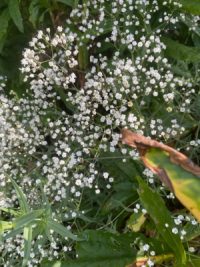 Gypsophila paniculata fl. pl. 'Snow Flake' seeds - (Baby's breath)