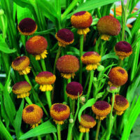 Helenium puberulum  'Autumn Lollipop' seeds- ( Helen's Flower, Rosilla)