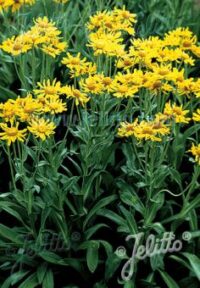 Helenium hoopsii seeds - (Sneezeweed)