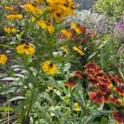 Helenium autumnale 'Red and Gold Hybrids' seeds - (Sneezeweed)