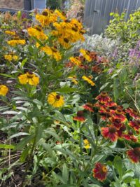 Helenium autumnale 'Red and Gold Hybrids' seeds - (Sneezeweed)