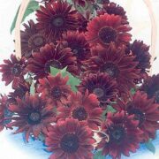 Helianthus annuus 'Moulin Rouge' seeds - (Sunflower)