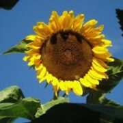 Helianthus annuus 'Russian Giant' seeds - (Sunflower)