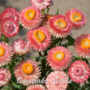 Helichrysum bracteatum 'Salmon Shades' seeds - ( Strawflower)