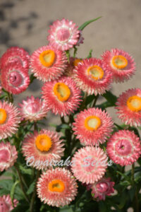 Helichrysum bracteatum 'Salmon Shades' seeds - ( Strawflower)