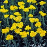 Helichrysum thianshanicum 'Golden Baby' seeds -  (Strawflower)
