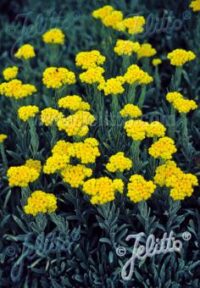 Helichrysum thianshanicum 'Golden Baby' seeds -  (Strawflower)