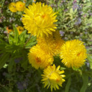 Helichrysum bracteatum  'Lemon ' seeds - ( Strawflower, Helichrysum)