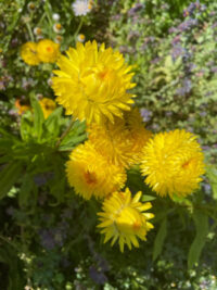 Helichrysum bracteatum  'Lemon ' seeds - ( Strawflower, Helichrysum)
