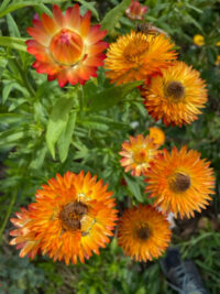 Helichrysum bracteatum 'Orange' seeds - ( Strawflower, Bracteantha)