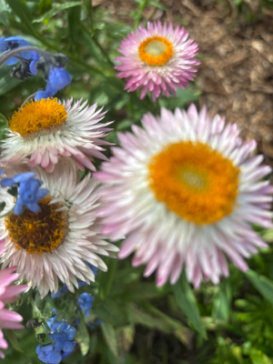 Helichrysum bracteatum 'Pink and cream Mix' seeds - ( strawflower) - Image 2