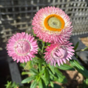 Helichrysum bracteatum 'Pink and cream Mix' seeds - ( strawflower)
