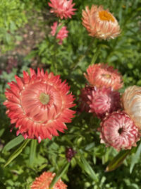 Helichrysum bracteanthum 'Salmon Rose' seeds - ( Strawflower, Bracteantha)