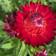 Helichrysum bracteatum 'Scarlet' seeds - (Strawflower, Everlasting Daisy)