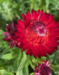 Helichrysum bracteatum 'Summer Rainbow Mix' seeds - (Strawflower) - Image 3