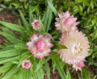 Helichrysum bracteatum 'Silvery Rose' seeds - ( Strawflower)
