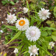 Helichrysum bracteanthum 'Antique White' seeds - (Strawflower, Bracteantha)