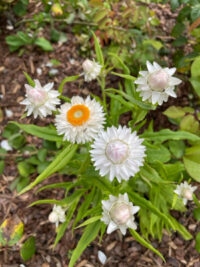 Helichrysum bracteanthum 'Antique White' seeds - (Strawflower, Bracteantha)