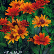 Heliopsis helianthoides 'Bleeding Hearts' seeds - (Ox eye)