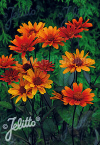 Heliopsis helianthoides 'Bleeding Hearts' seeds - (Ox eye)