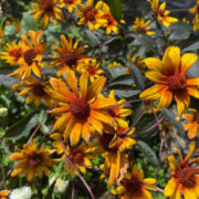 Heliopsis helianthoides var. scabra 'Burning Hearts' seeds -(False Sunflower)