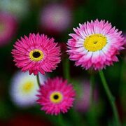 Rhodanthe Chlorosphala ssp rosea 'Large Flowered Hybrids' seeds - (Strawflower)