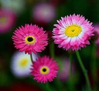 Rhodanthe Chlorosphala ssp rosea 'Large Flowered Hybrids' seeds - (Strawflower)