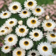 Rhodanthe chlorocephala ssp rosea 'Pierrot' seeds - (Helipterum roseum,Strawflower,Paper Daisy, Everlasting Daisy)