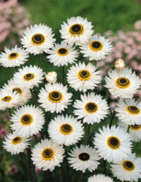 Rhodanthe chlorocephala ssp rosea 'Pierrot' seeds - (Helipterum roseum,Strawflower,Paper Daisy, Everlasting Daisy)