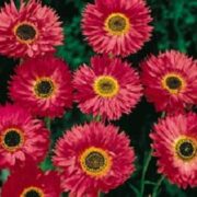 Rhodanthe chlorocephala ssp rosea 'Goliath Tetra Red' seeds - (Strawflower,Paper Daisy, Everlasting Daisy)