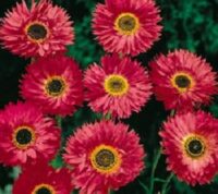 Rhodanthe chlorocephala ssp rosea 'Goliath Tetra Red' seeds - (Strawflower,Paper Daisy, Everlasting Daisy)
