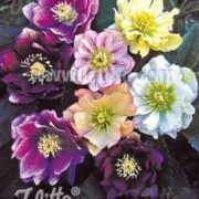 Helleborus Orientalis-Hybr 'Double Ladies Mixed' seeds - (Double Lenten Rose)