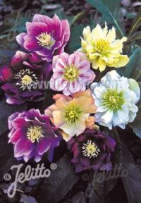 Helleborus Orientalis-Hybr 'Double Ladies Mixed' seeds - (Double Lenten Rose)