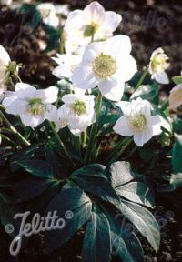 Helleborus niger seeds -(Christmas Rose, Black Hellebore)