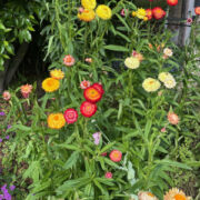 Helichrysum bracteatum 'Summer Rainbow Mix' seeds - (Strawflower)