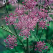 Heracleum spondylium 'Pink Cloud' seeds - ( Hogweed)