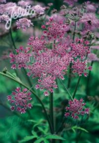 Heracleum spondylium 'Pink Cloud' seeds - ( Hogweed)
