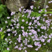 Hesperis matronalis 'Purple'  seeds- (Sweet Rocket, Dames Rocket)