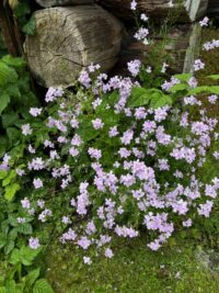 Hesperis matronalis 'Purple'  seeds- (Sweet Rocket, Dames Rocket)