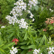Hesperis matronalis 'White' seeds-(Sweet Rocket, Dames Rocket)