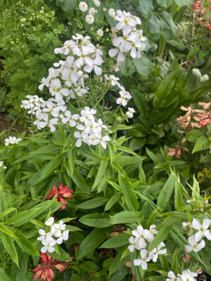 Hesperis matronalis White seeds Sweet Rocket Dames Rocket