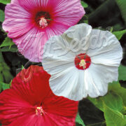 Hibiscus moscheutos-hybr 'Disco Belle Mixed' seeds -(Rose mallow, Hardy Hibiscus)
