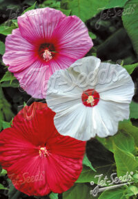 Hibiscus moscheutos-hybr 'Disco Belle Mixed' seeds -(Rose mallow, Hardy Hibiscus)