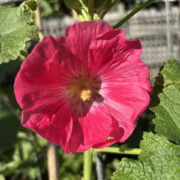Alcea rosea 'Red and Pink Mix ' - ( Hollyhock)