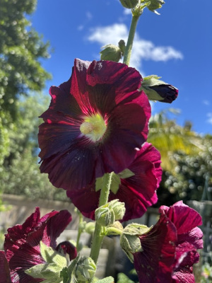 Alcea rosea 'Red and Pink Mix ' - ( Hollyhock) - Image 3