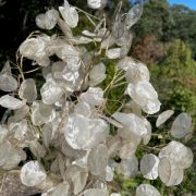 Lunaria annua seeds - ( Honesty)