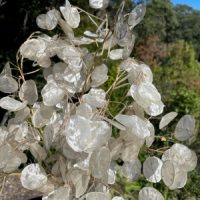 Lunaria annua seeds - ( Honesty)