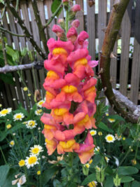 Antirrhinum majus 'Potomac Dark  Orange F1'  seeds- ( Snapdragon)