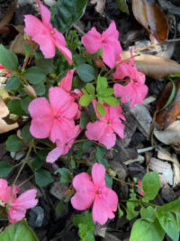 Impatiens walleriana 'Beacon Coral' seeds - (Busy Lizzie, Balsam)